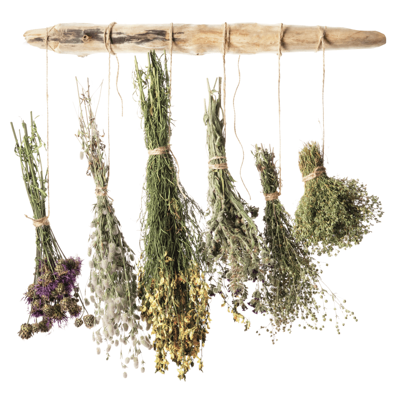 Illustration herbs