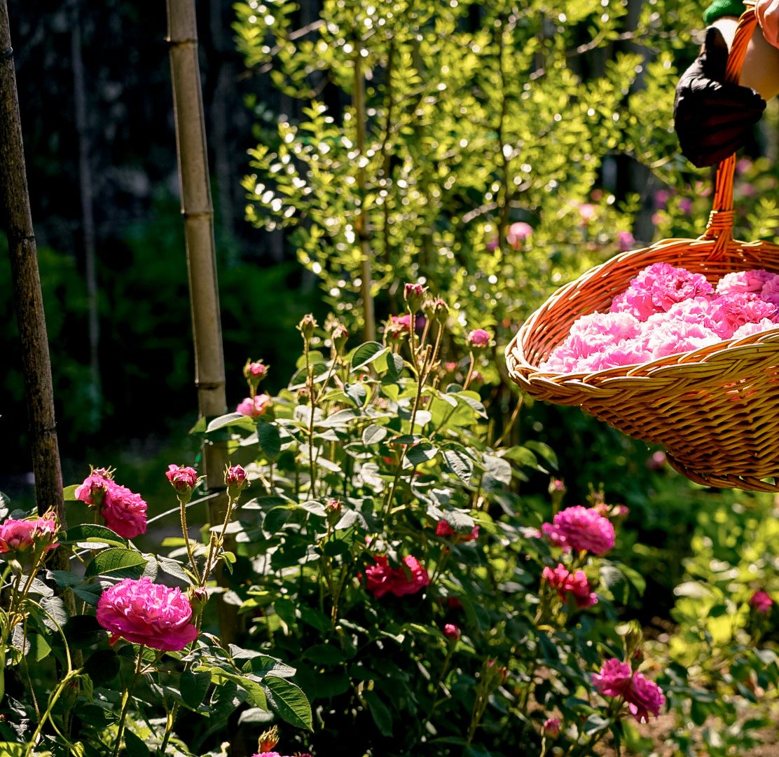 Rosa 0,7 l  - Aura